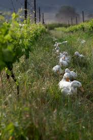 Pin By Dominik Lapornik On Dinglydell Farm Animals Beautiful Pet Birds Animals