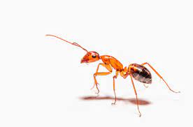 Some research proving that ultrasonic repellers work has also been around for long. Do Ultrasonic Pest Repellents Work On Ants Animals Time
