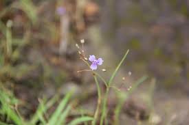 Image result for Murdannia semiteres