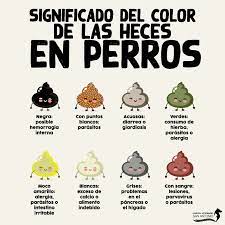 Las Heces De Tu Perrito Hospital Veterinario San Antonio Facebook