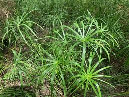 Image result for Cyperus zollingeri