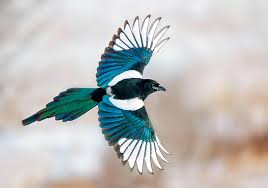 Do Magpies Like Stealing Shiny Things Audubon