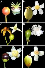 Image result for Clusiaceae