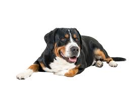 The greater swiss mountain dog is a large breed of dogs that has its origins in switzerland. Little Egypt Veterinary Clinic Greater Swiss Mountain Dog