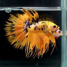 Pin By Lilly Lillya On Betta Beautiful Betta Fish Betta Fish