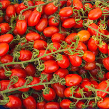 Image result for tomato Datterino