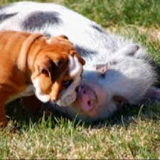 Mini Pig And English Bulldog Puppy Cute Pigs Cute Puppies English Bulldog Puppy