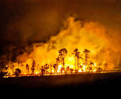 The wildfire flared up on a windy thursday afternoon near the hamlet of tomahawk, south of wabamun lake in. South Florida Firefighters Help Subdue 8 000 Acre Wildfire Miami Herald