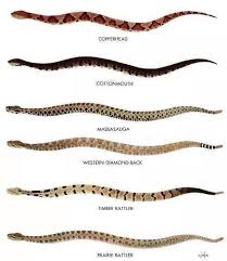 If you are looking for, or want to post ads for other reptiles and amphibians and supplies please review our classified index for the appropriate category. Snake Boots Vs Rubber Boots What S The Difference
