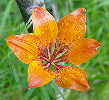 Origin of the nice classification. Flower Wikipedia