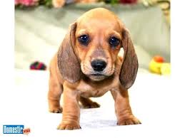 Akc Mini Dachshund Puppies For Sale Hello We Have Several Litters Of Dachshund Dorkie Pup Dachshund Puppies Dachshund Puppies For Sale Dachshund Puppy Funny