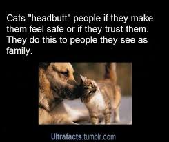 Kitty Headbutts Cat Language Cat Language Signs Crazy Cats