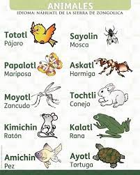 Conoces Los Nombres De Estos Animales En Lengua Nahuatl Aqui Te Enviamos Curiosidades De Me Lenguas Indigenas De Mexico Palabras En Nahuatl Frases De Cultura