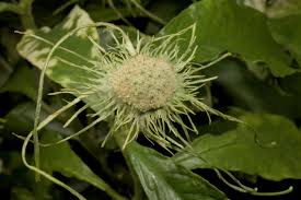 Image result for Dorstenia brownii