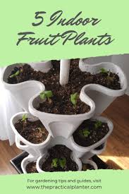 Yes, you can grow fruit trees indoors. 5 Tasty Fruit Plants That Can Be Grown Indoors The Practical Planter