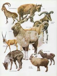 Pin By Darwin On Antique Animals Rare Animals Extinct Animals Wild Cat Species