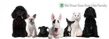 Maybe you would like to learn more about one of these? Lisa S Pet Grooming Stockton Ca Phone 209 946 9918
