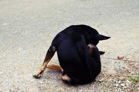 A Mi Perro Le Sale Pus Del Pene Causas