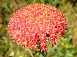 Image result for Kleinia abyssinica