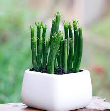 Let the firestick cutting dry for a few days to callous over and plant in succulent soil. Pencil Cactus Euphorbia Tirucalli Profile Rayagarden