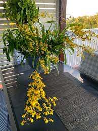 Orchids Tips and Tricks