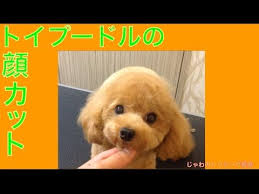 jkc発表 犬種別犬籍登録頭数 11年連続 第1位 2018年現在 のトイ プードル 今回は そんな人気犬 種であるトイ プードルの テディベアカット について詳しく解説します 画像集やセルフカット方法 オーダーする際の注意点にも注目ですよ プードルカット