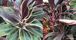 It looks great mixed with palms in border plantings. Cordyline Plant Care Learn To Grow The Hawaiian Ti Plant