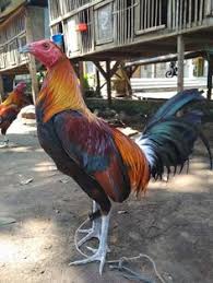 Bagaimana muat turun gambar gambar ayam. 170 Ide Ayam Ayam Ayam Jantan Ayam Thailand