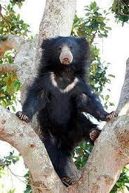 Indian Sloth Bear Standing Indian Sloth Bear Bear Species Sloth Bear