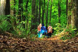 The forest contains a wide variety of animals and plants. Lazwardy Journal Menjelajah Alam Sesaot Forest And River