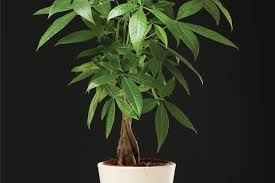 However, i use the mg cactus and succulent soil, and it works just fine. 10 Best Fertilizers For Your Money Tree Garden Tabs