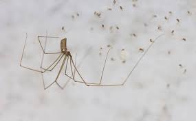Grass spiders are common sights throughout north american summers. Spiders A Guide To The Common Types Of Spiders In Central Wa