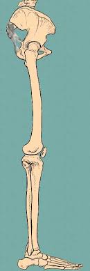Learn vocabulary, terms and more with flashcards, games and other study tools. Lower Limb Bones