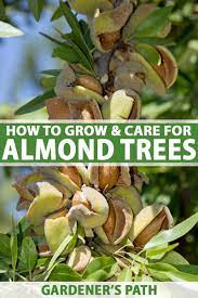 How To Plant Grow And Care For Almond Trees Growing Fruit Trees Growing Vegetables Almond Tree