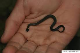 Check spelling or type a new query. Ring Necked Snake Diadophis Punctatus Indiana Herp Atlas