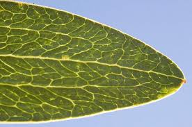 Image result for Dictyophleba