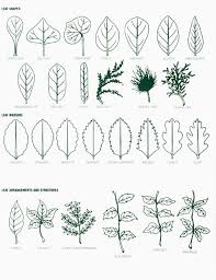 Check spelling or type a new query. Tgll Local Tree Identification