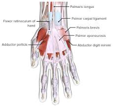 This forearm muscle is responsible for extending. Hand Concise Medical Knowledge