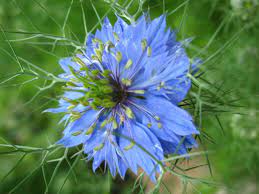 The Poison Diaries Nigella Damascena Love In The Mist Love In The
