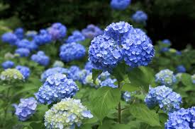 More than 140 varieties of wildflowers ornamental, common, garden, exotic and tropical flowers. 20 Blue Flowers For Gardens Perennials Annuals With Blue Blossoms