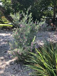 Image result for Melochia melissifolia