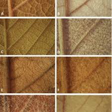 Image result for Monotes africanus