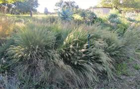 Image result for Aristida congesta