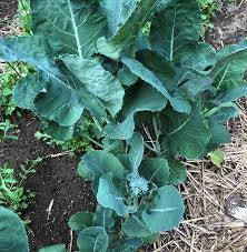 We did not find results for: Food Gardening In Massachusetts 2020 Vol 1 12 Umass Center For Agriculture Food And The Environment