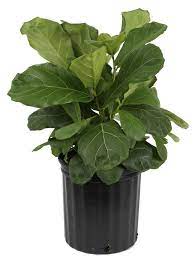 Costa Farms Live Indoor 22in Tall Green Fiddle Leaf Fig Bright Indirect Sunlight Plant In 10in Grower Pot Walmart Com In 2021 Fiddle Leaf Fig Tree Ficus Lyrata Fiddle Leaf Tree