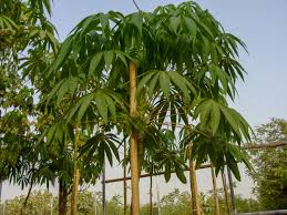 Image result for Bombax