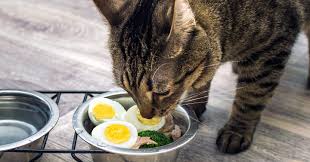 Hamster food, cucumber, lettuce, sometimes daisies. Can Cats Eat Eggs Yes This Superfood Is For Cats Too Pumpkin Pet Care