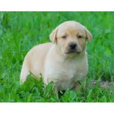 Puppies are starting to walk and play! Labrador Retriever Puppy Dog For Sale In Crytal Michigan