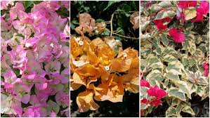 Jenis pokok bougenville yang paling terkenal adalah elizabeth angus, red, pultonii 'easter parade', dan lady mary baring. 12 Varietas Bugenvil Yang Berwarna Cerah Dan Tumbuh Rimbun Bikin Adem Dan Cantik Rumahmu