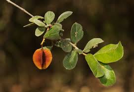 Image result for Combretum hereroense